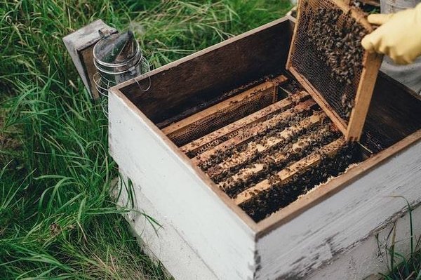 Pourquoi choisir des produits bio locaux ? Les avantages pour votre santé et l'environnement